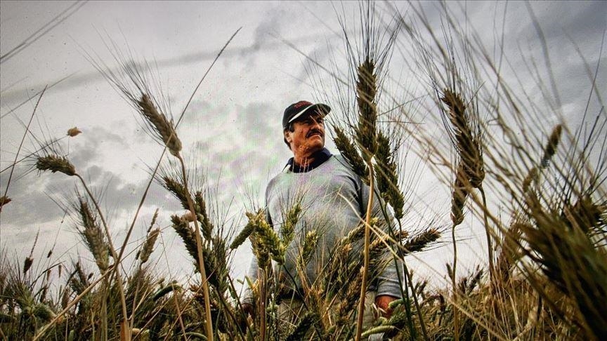 Tunisie : L'Union tunisienne de l'agriculture appelle à l'activation d'un fonds de secours pour les agriculteurs