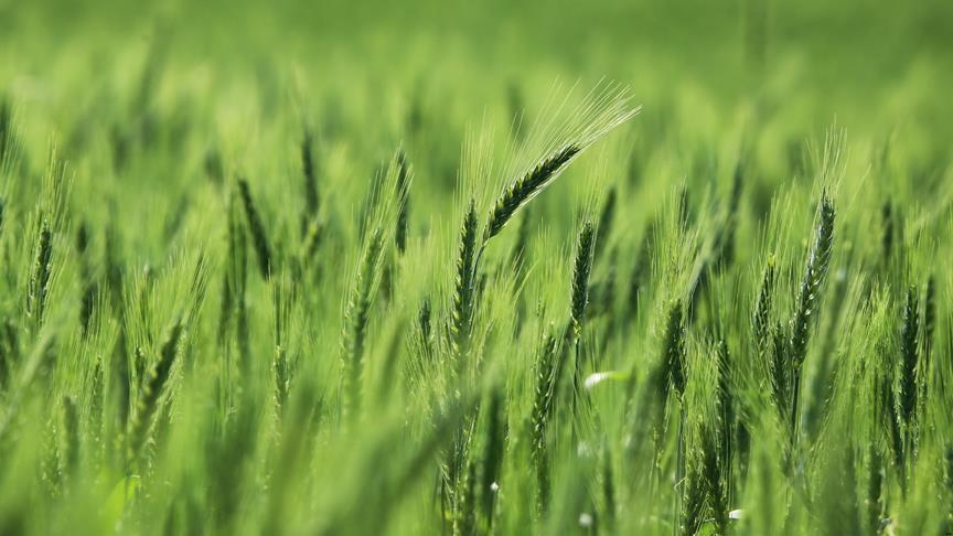 Blé local : Le Sénégal remporte le défi