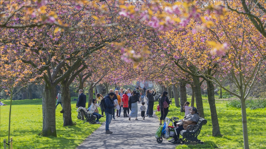 Proljeće u Londonu: Cvjetovi japanske trešnje ukrasili šetnicu Greenwich parka