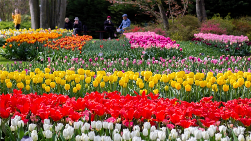 Holandija: Otvoren Keukenhof, jedan od najvećih vrtova tulipana u svijetu