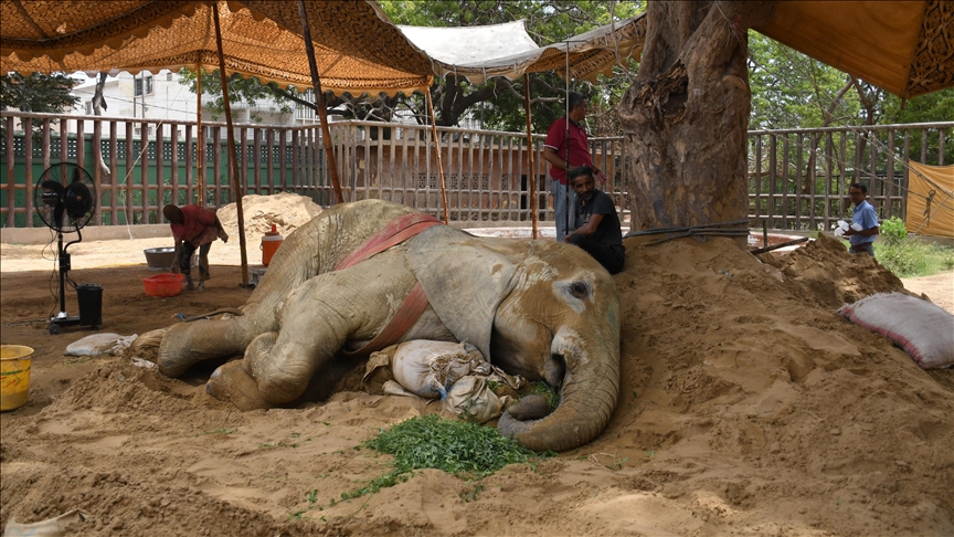 Pakistan's long ailing elephant dies