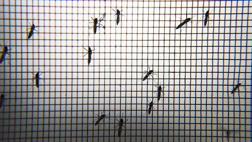 WHO: Više od milion ljudi oboli od malarije svake godine u Jemenu