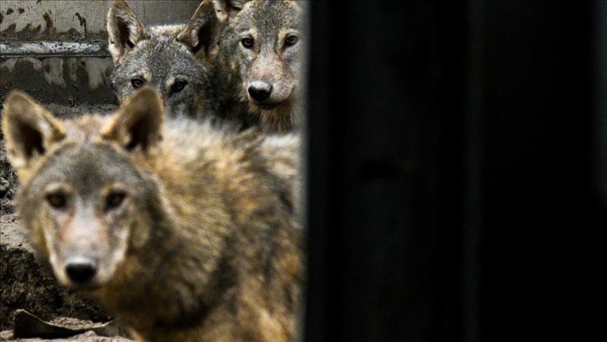 Wolves making comeback to Europe: Study