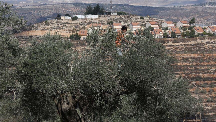 Al menos dos palestinos son heridos y numerosos olivos destruidos por colonos israelíes en Cisjordania
