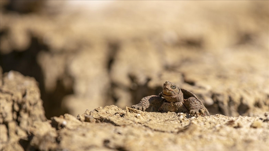 Tunisie: 26 tortues menacées d'extinction secourues au barrage Oued Chiba