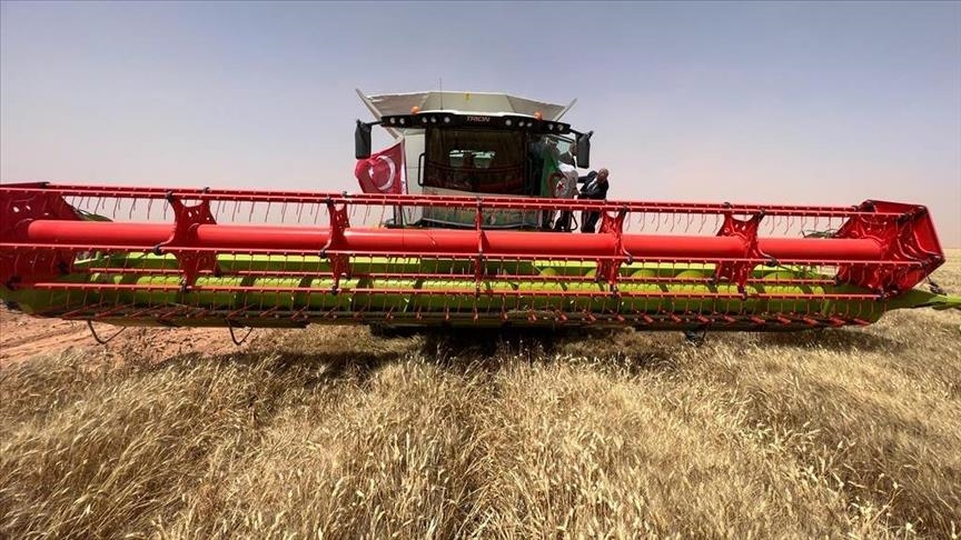 Algérie : un projet agricole initié dans le désert produit ses premières récoltes de blé