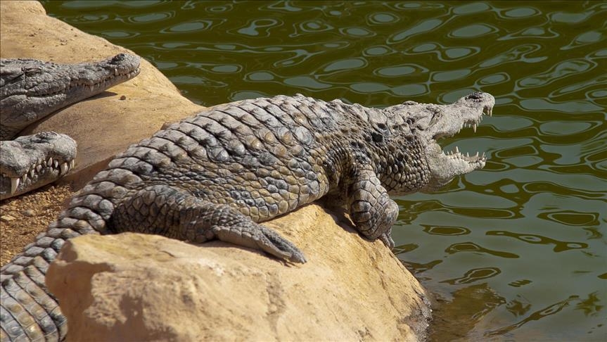 Australija: U stomaku krokodila pronađeni dijelovi ljudskog tijela