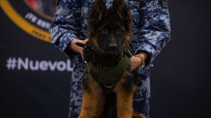 Türkiye sends puppy to Mexico in gratitude for Proteo, rescue dog who died a hero