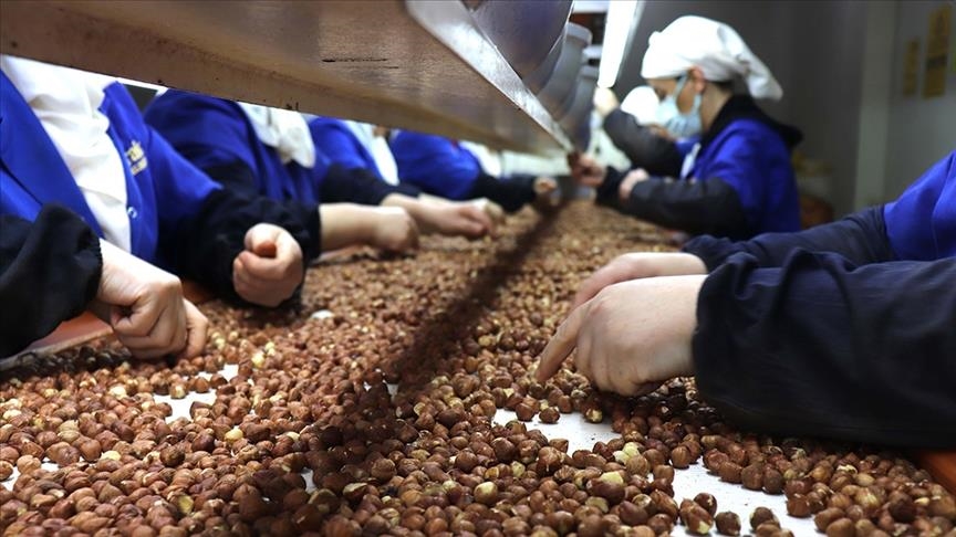 تركيا.. صادرات البندق تتجاوز 1.3 مليار دولار في 8 أشهر