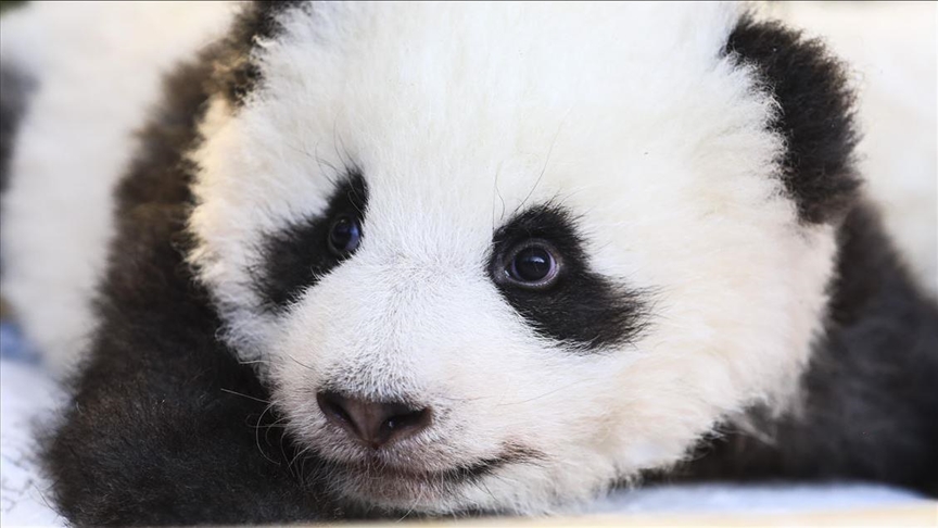 Yuan Meng, premier panda né en France, part bientôt en Chine