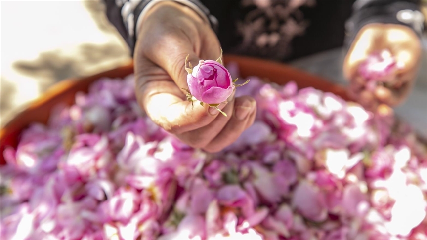 La distillation des fleurs en Tunisie : un art ancestral qui se perpétue