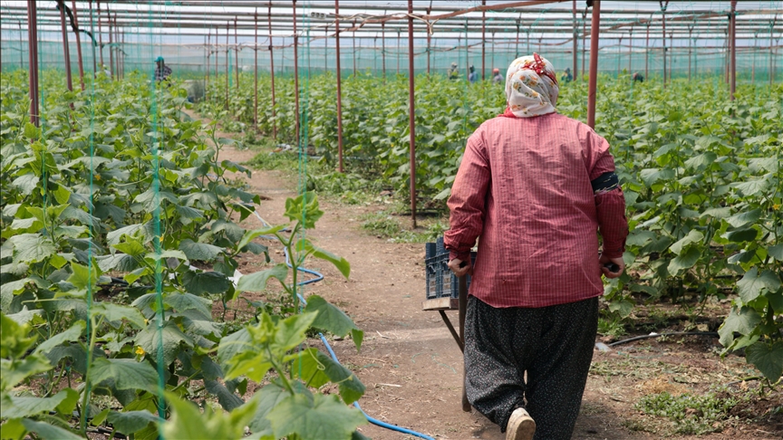 Kahramanmaraşlı depremzede çiftçiler hasat için serada