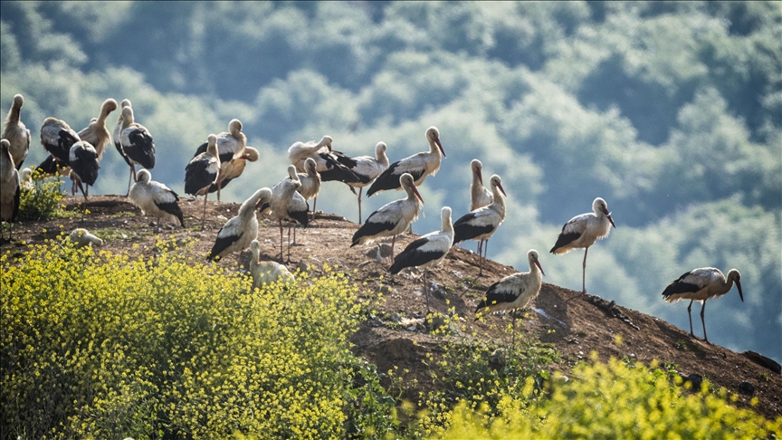 Türkiye’s 4-pronged protection campaign for bird species