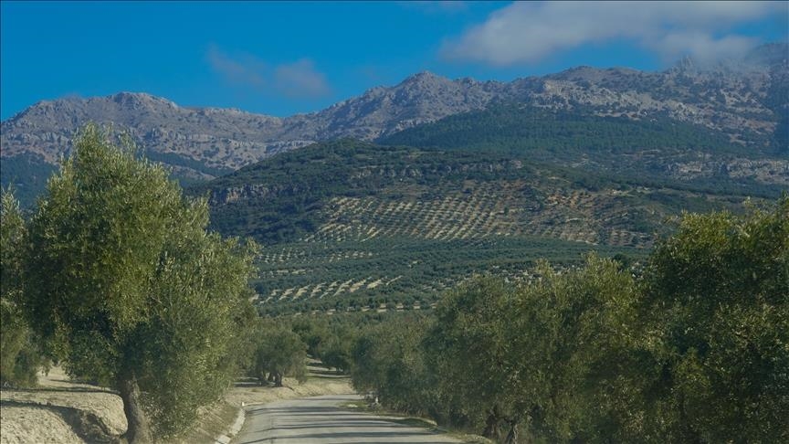 Sindicato advierte que sequía "asfixia" el 80% de las tierras agrícolas de España