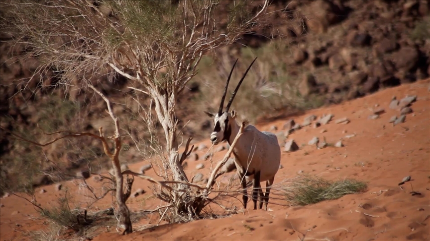 "المها العربي".. لوحة بيئية تزين الجنوب الأردني (تقرير)