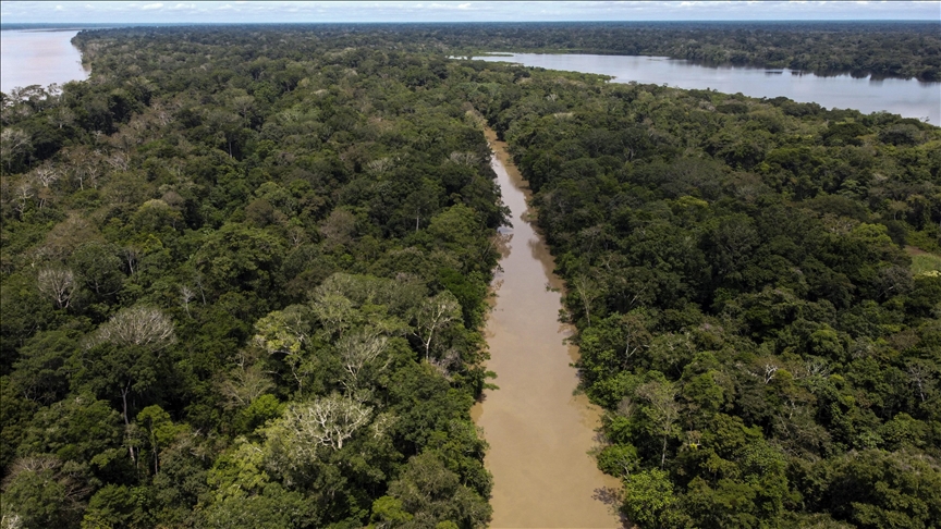 Amazon deforestation in Brazil drops 68% in April