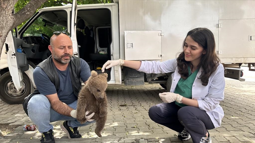Bursa'da bulunan yavru ayı Doğa Koruma ve Milli Parklar Genel Müdürlüğüne teslim edilecek