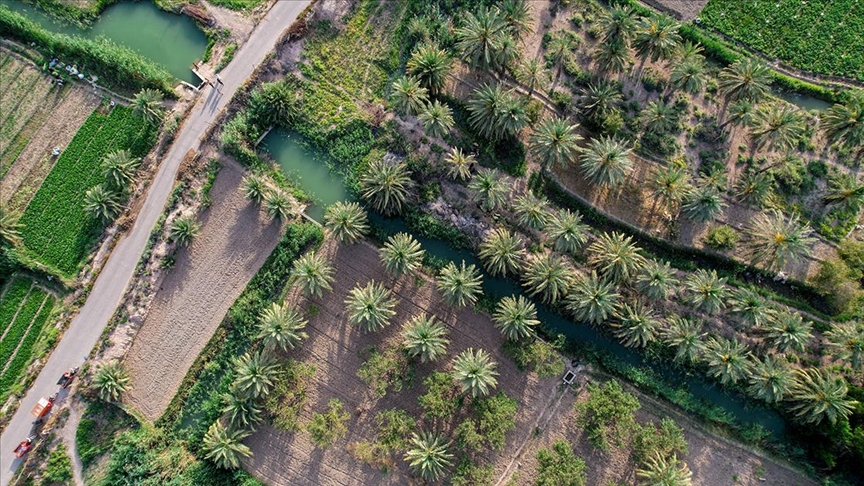 Irak'ta hurma petrolden sonraki gelir kaynağı olma potansiyelini taşıyor