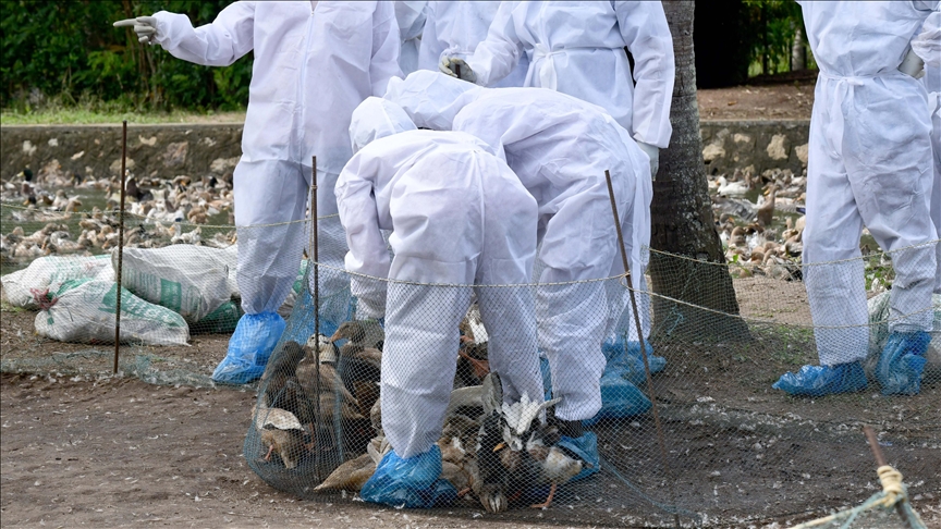 Several Moscow districts under quarantine due to bird flu