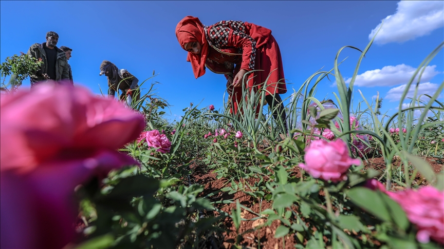 الورد.. مصدر دخل جديد لمزارعي إدلب السورية