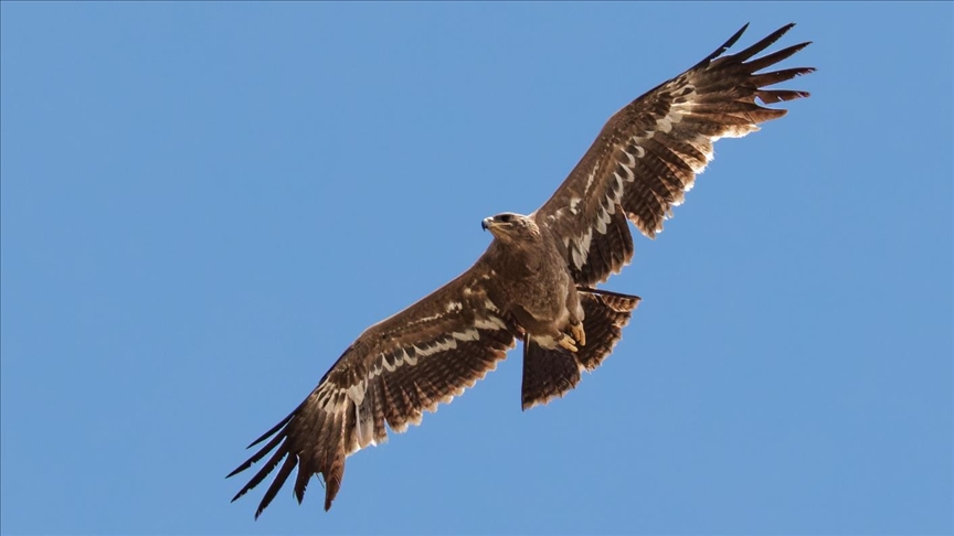 Steppe eagle 'Yoruk' returns home
