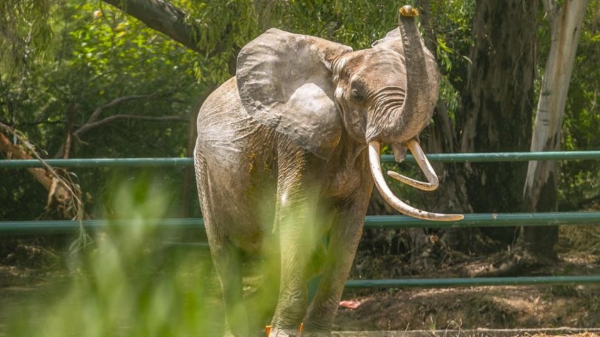 "Baby" : la nouvelle éléphante qui égaie le parc du Belvédère à Tunis