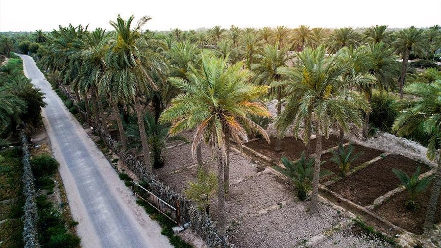 ھۆکارەکانی دابەزینی بەرھەمی خورما لە عێراق چین؟ 