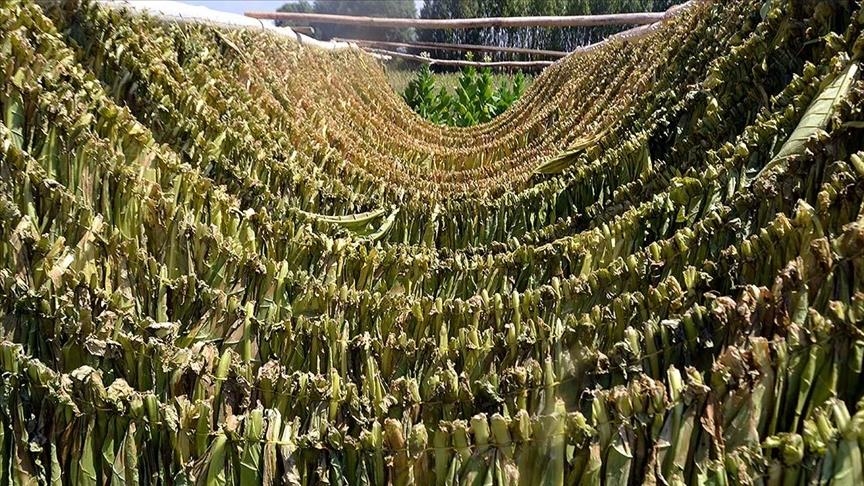 Tobacco’s toll on health, environment starts at production Tobacco’s toll on health, environment starts at production