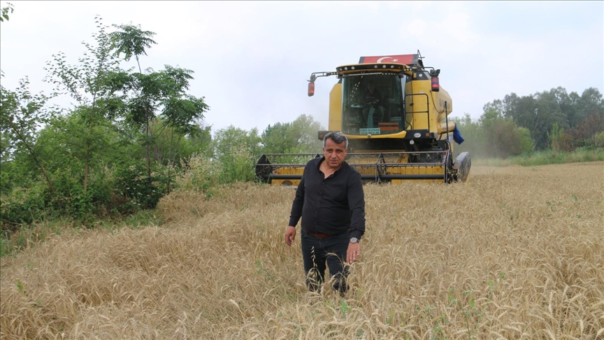 Çukurova'da buğday hasadı başladı