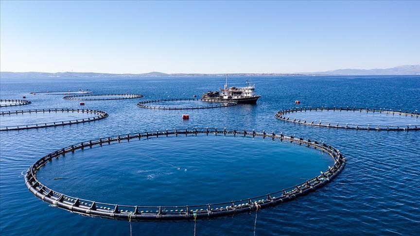 Производство рыбы и морепродуктов в Турции за год приблизилось к 850 тыс. тонн