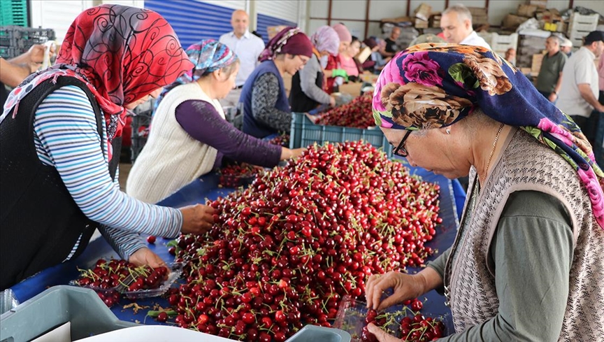 Yağışa dayanıklı "Napolyon kirazı"nda ihracat hızlı başladı