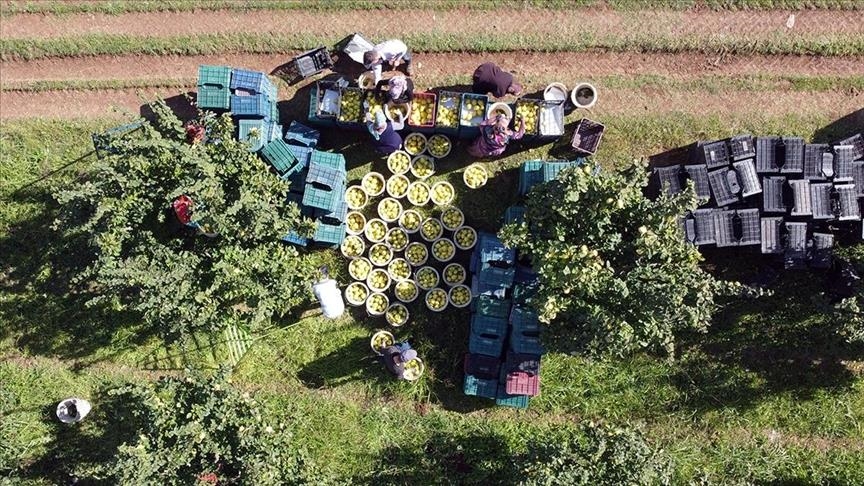 Экспорт сельхозпродукции из Турции бьет рекорды