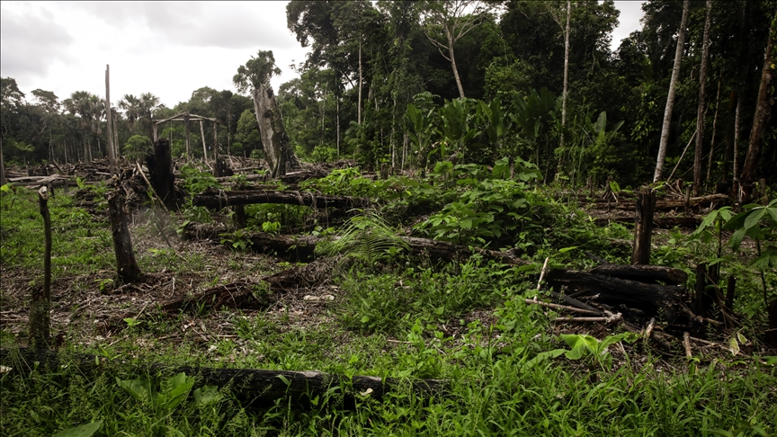 4 indigenous children missing for 40 days in Amazon jungle