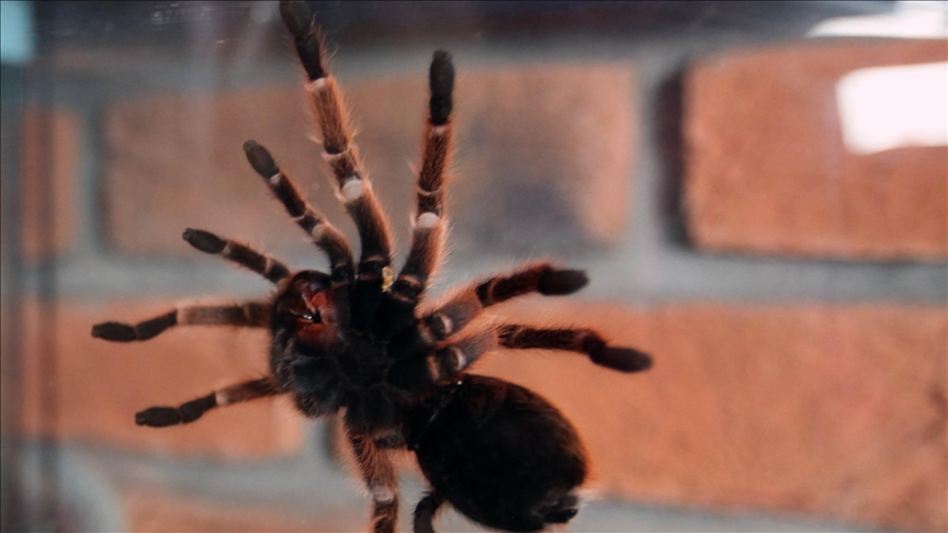 Turkish Customs officials seize 76 tarantulas in postal cargo Turkish Customs officials seize 76 tarantulas in postal cargo