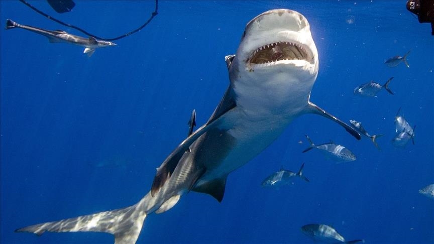Attaque de requin: et si ça arrivait en Méditerranée? - Marsactu
