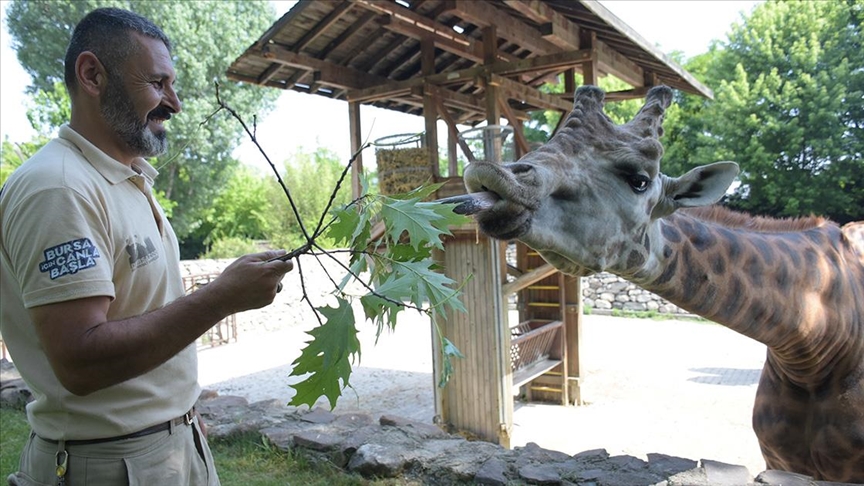 Bursa'da yılın en uzun gününde dünyanın en uzun hayvanlarına "ziyafet"