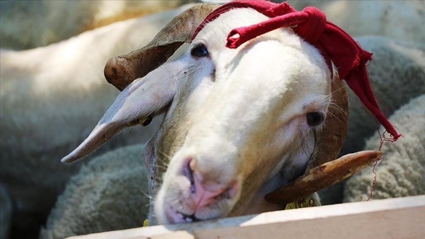 Blockade in Yemen hits rural livestock trade, deepening economic crisis