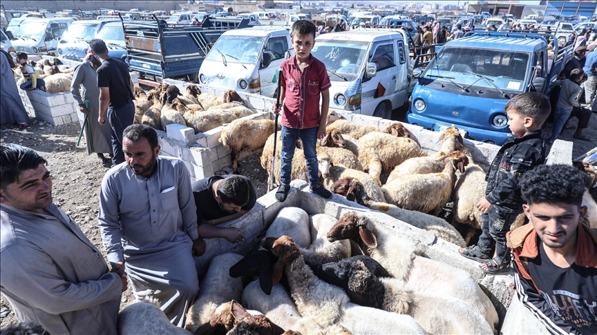 Sharjah+Livestock+Market+to+welcome+its+visitors+for+Eid+al-Adha