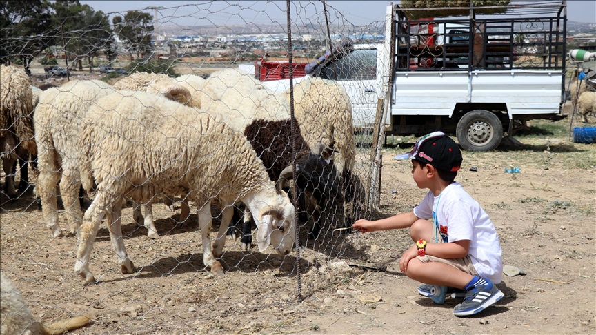 Tunisie/ Mouton de l'Aïd : Les éleveurs frappés par l’inflation, les consommateurs sacrifiés