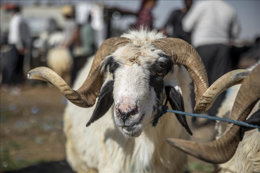 ¿Qué es la Festividad del Sacrificio o Eid al Adha?