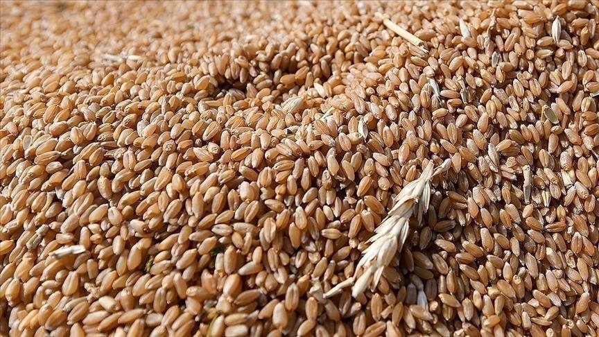 China's unique farming method: Cultivating paddy, farming fish, raising ducks on same land
