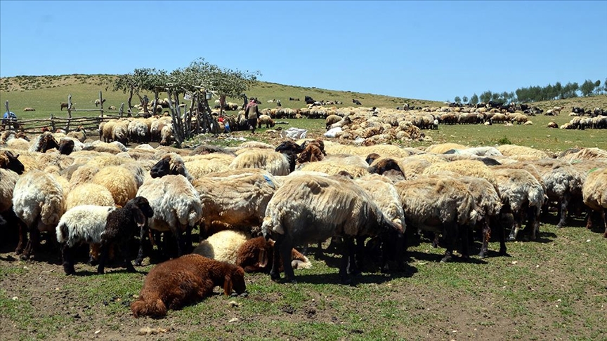 Muş'ta besiciler 2 bin 700 rakımlı yaylada koyunlarını kırkıyor