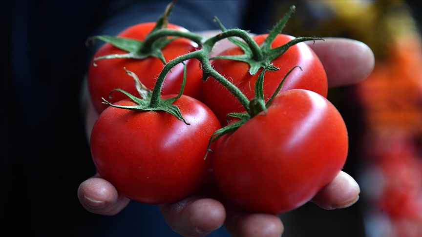thumbs b c 996119f36f9c457b4c33182fdd6b87dd - Jeotermal Seralarla birlikte Türkiye'den yılın ilk yarısında domates ihracatı artışı
