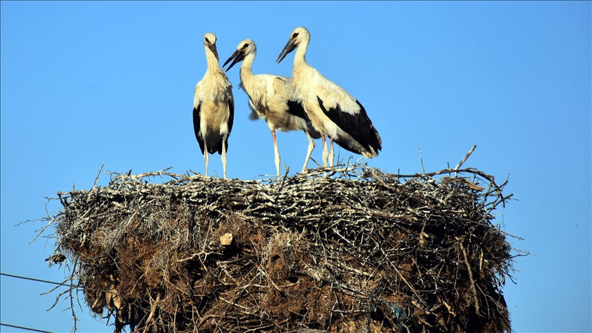 Binlerce kilometreden gelen leyleklere köylüler "ev sahipliği" yapıyor