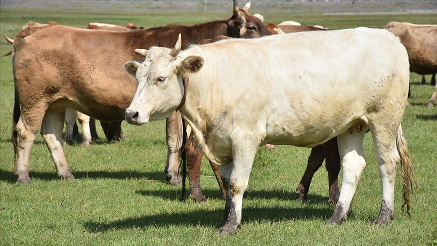 Nesli tükenmeye yüz tutan "Zavot" sığırı "tüp bebek" yöntemiyle koruma altına alındı
