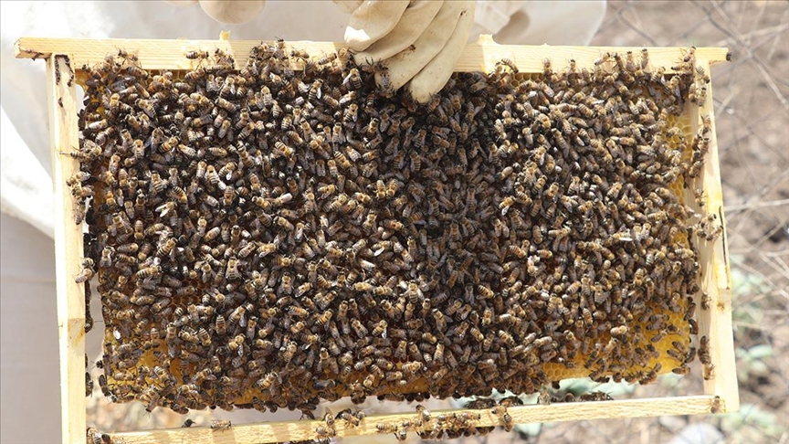 Batman'da 238 girişimci devlet desteğiyle sertifikalı arıcı oldu