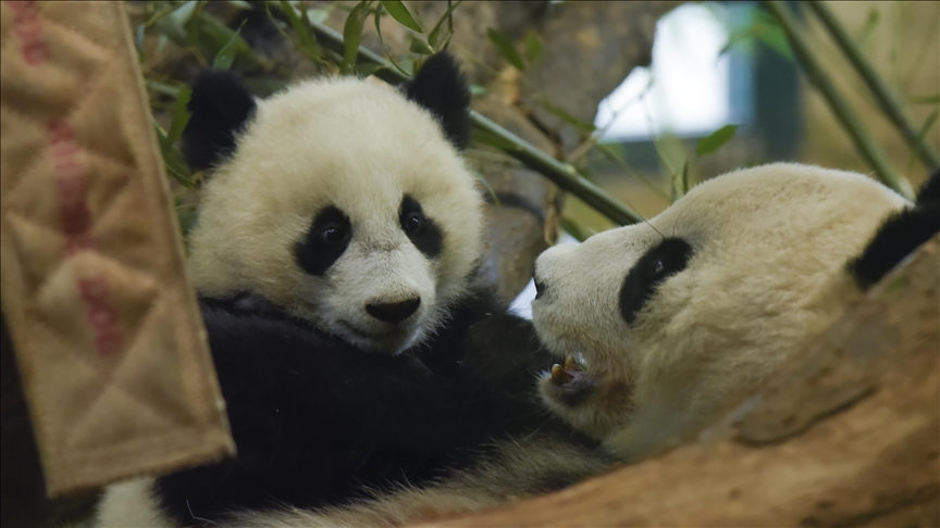 Giant panda in South Korea's theme park gives birth to twin cubs Giant panda in South Korea's theme park gives birth to twin cubs