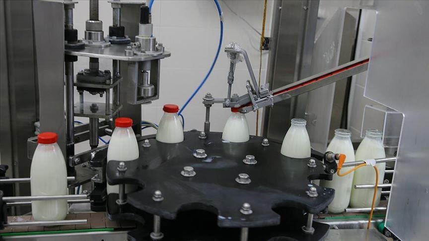 Türkiye'de süt üretimi zirvede