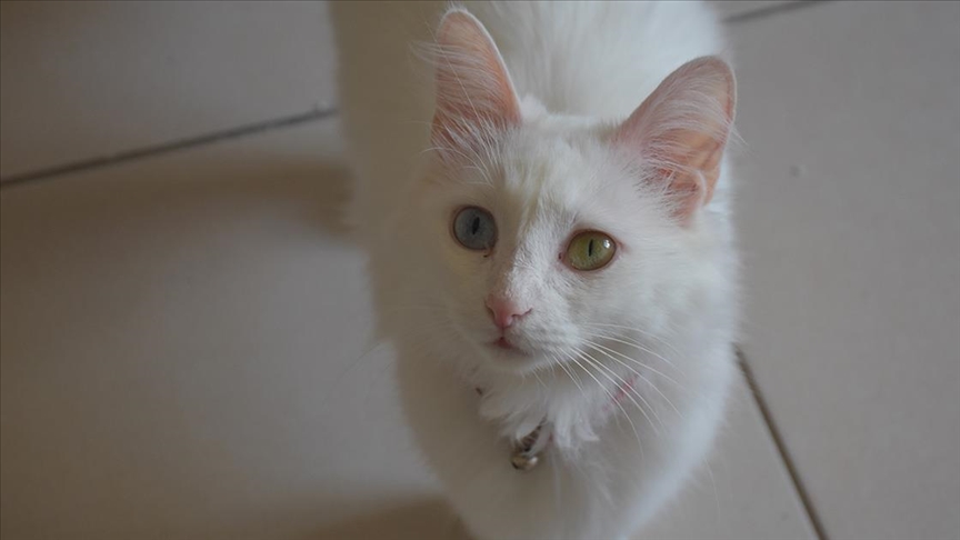 Кошки Ван – достопримечательность Турции