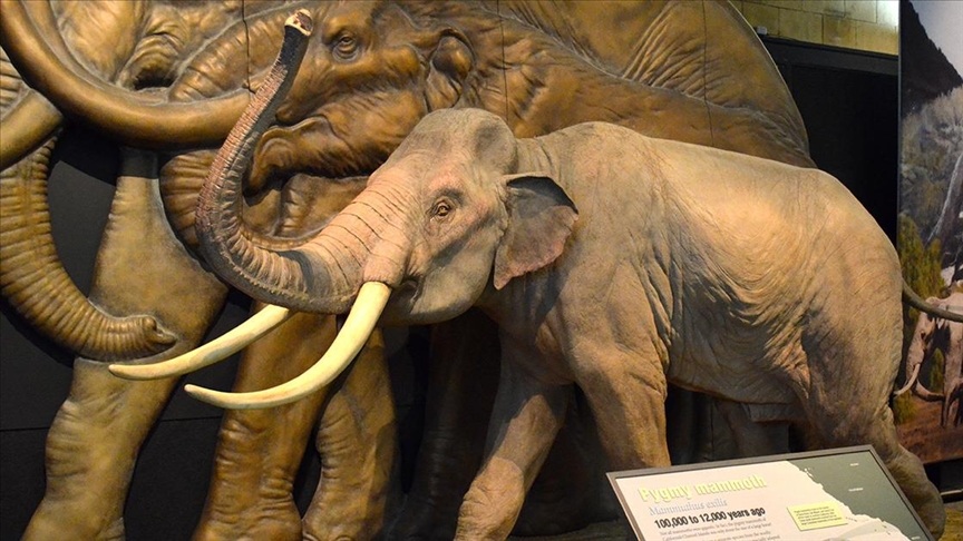 İngiltere'de 450 bin yıllık mamut fosili bulundu